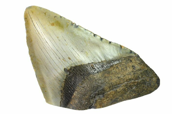 Partial, Fossil Megalodon Tooth Paper Weight #144447